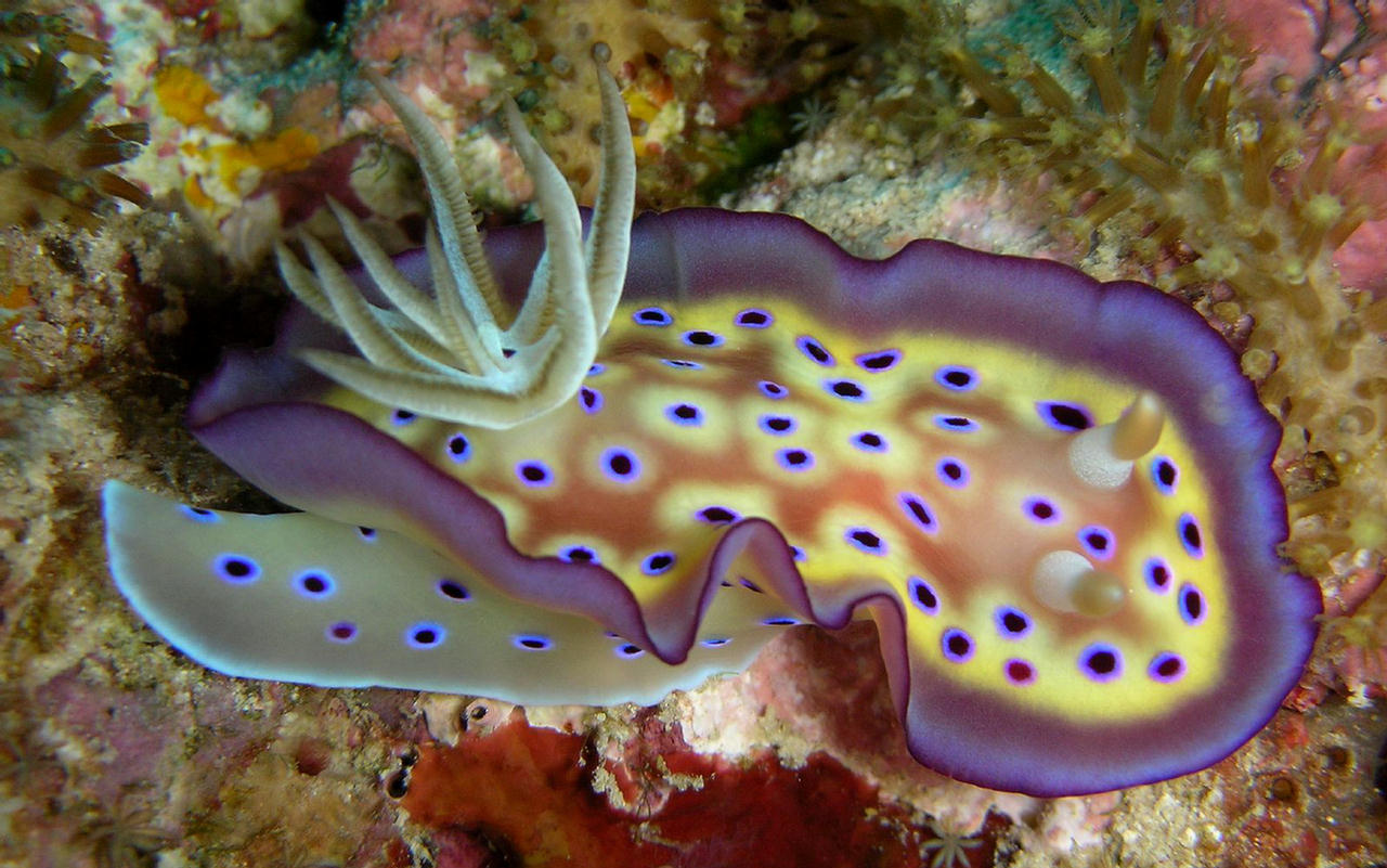 Chromodoris kuniei